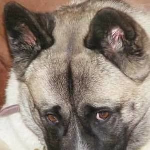 Meet your Posher, Bruce